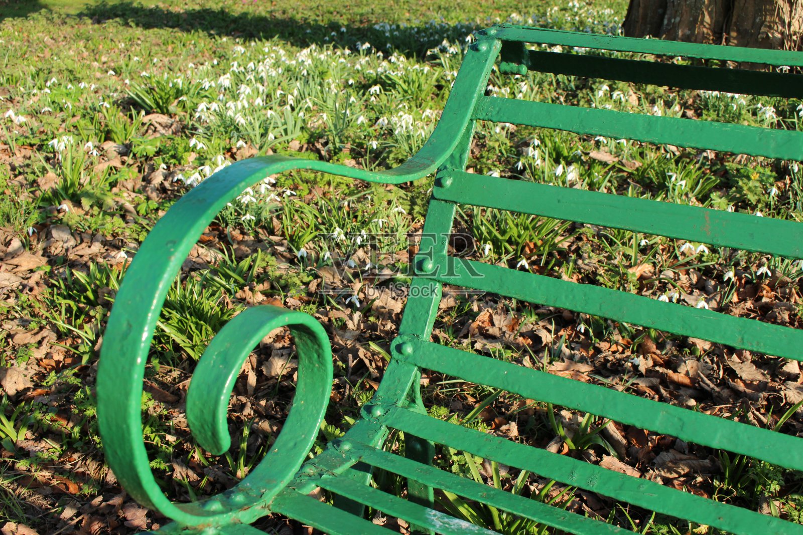 绿色的铸铁长凳上有阴影和雪花莲照片摄影图片