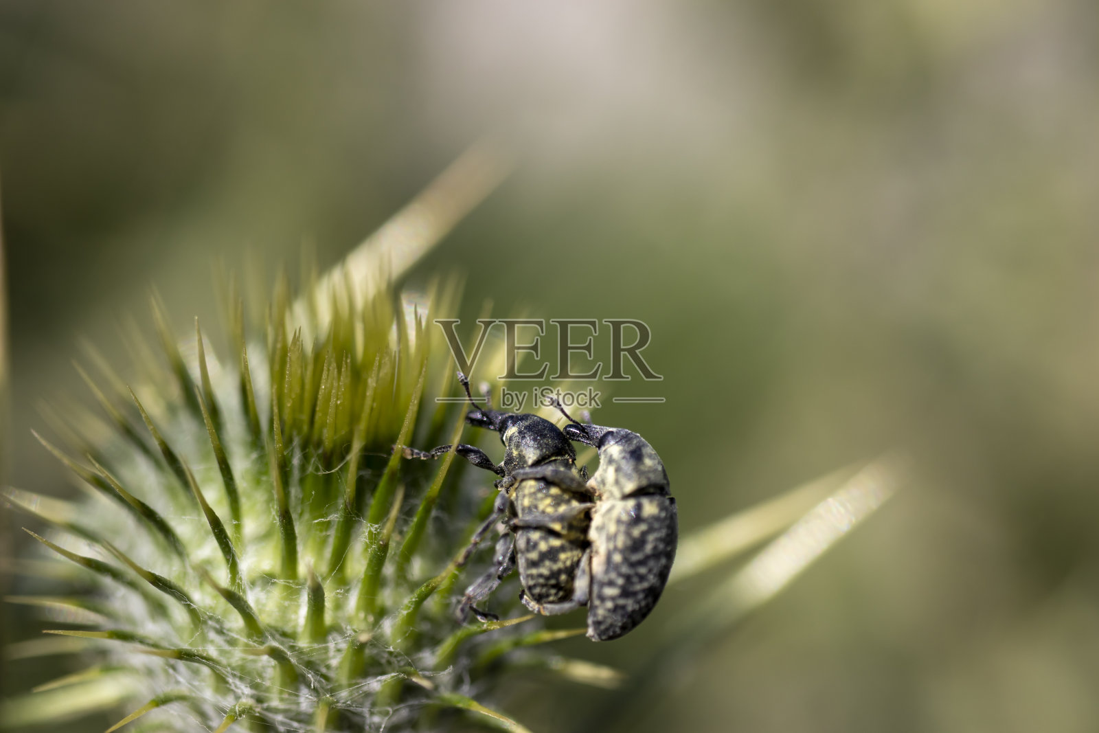 树皮甲虫在草原植物上交配。绿色的颜色。照片摄影图片
