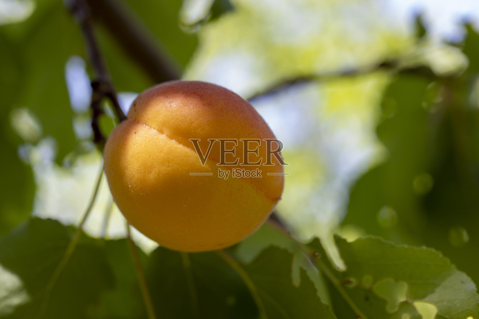 一束未成熟的果实，站在树枝上。照片摄影图片