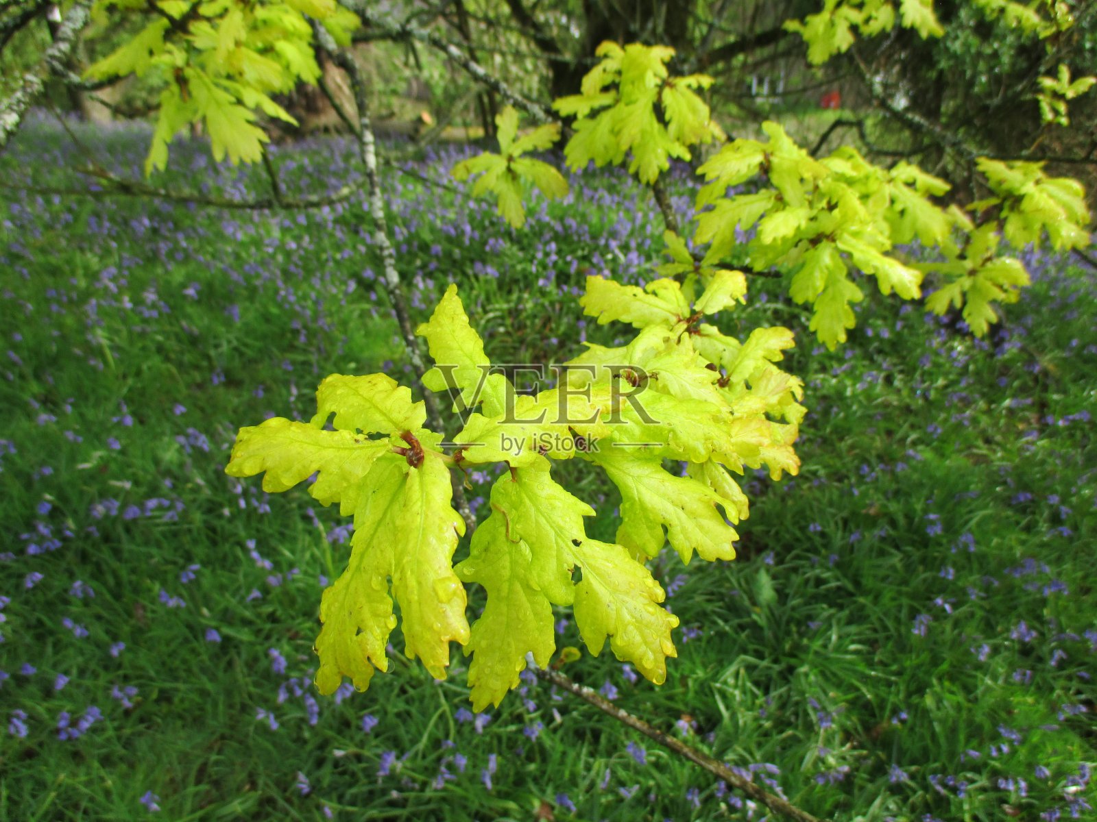 新鲜的橡树叶子在树枝上，背景是风信子照片摄影图片