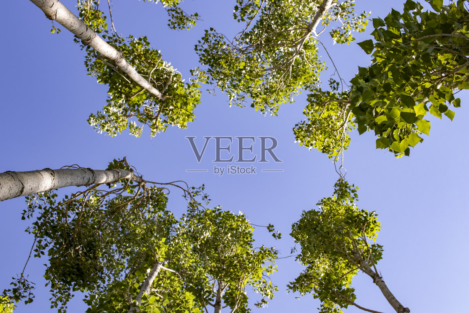 白杨树在天空中融合的景象照片摄影图片