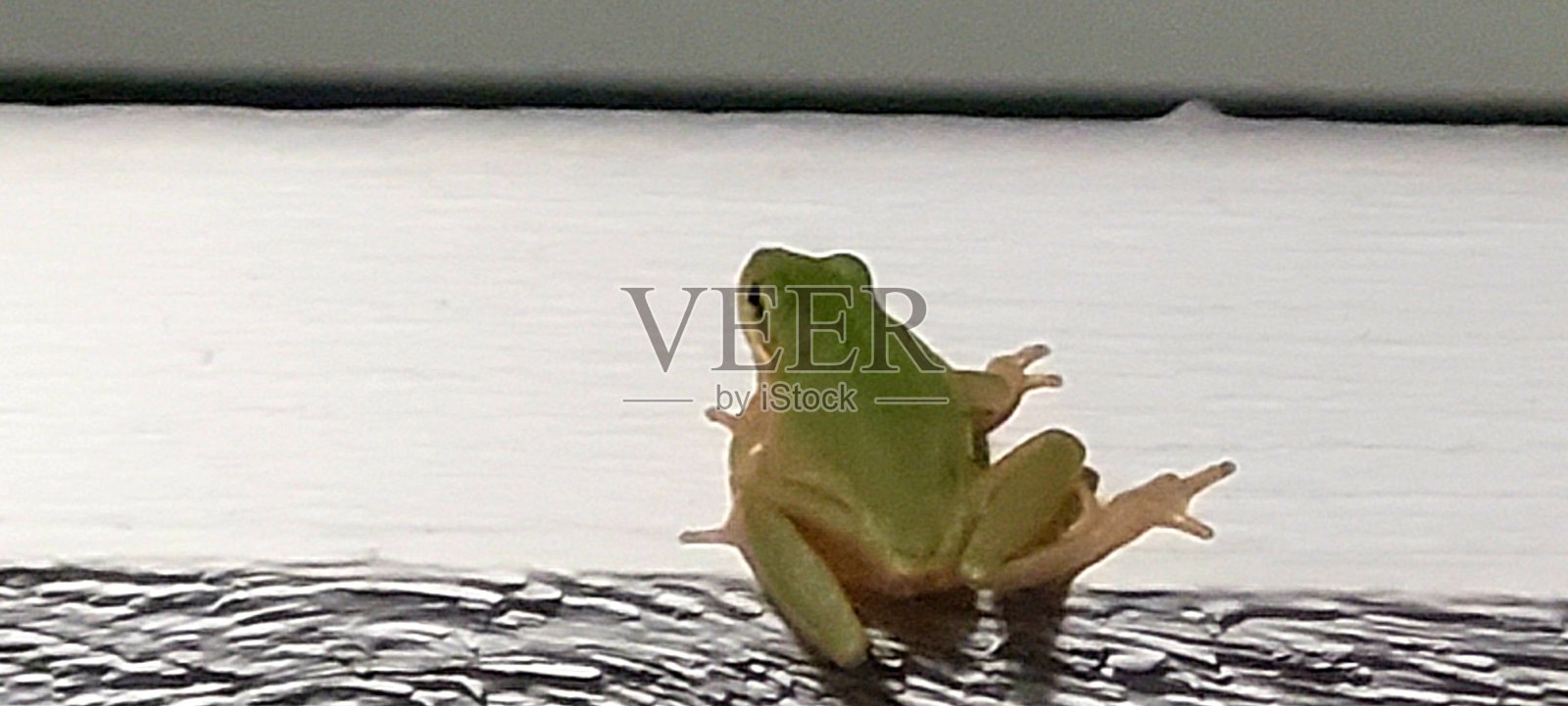 门廊栏杆上的树蛙照片摄影图片