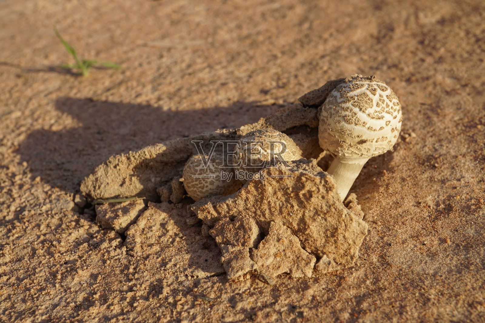 亚洲雨季的第一场雨过后，热带真菌从干燥的稻田里冒出来，在地下存活了一个月照片摄影图片