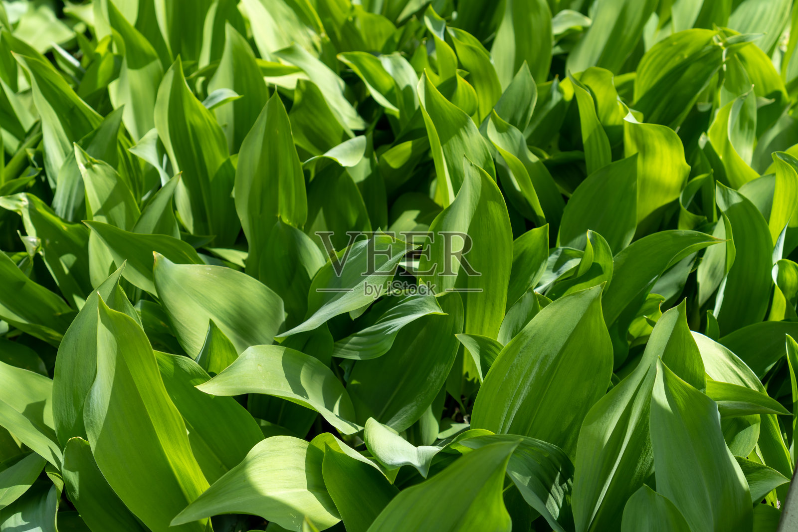 山谷百合的绿叶被太阳照亮了照片摄影图片