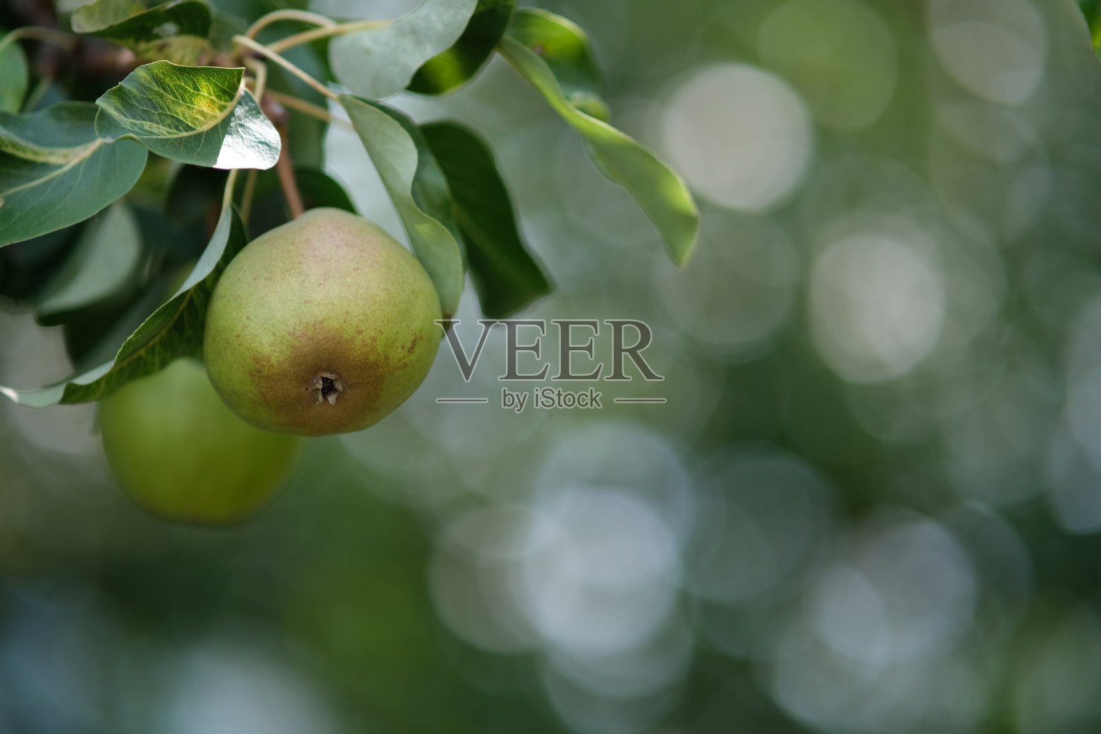 梨子在树上。照片摄影图片