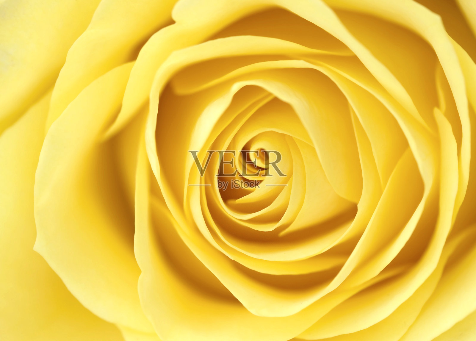 黄玫瑰照片摄影图片