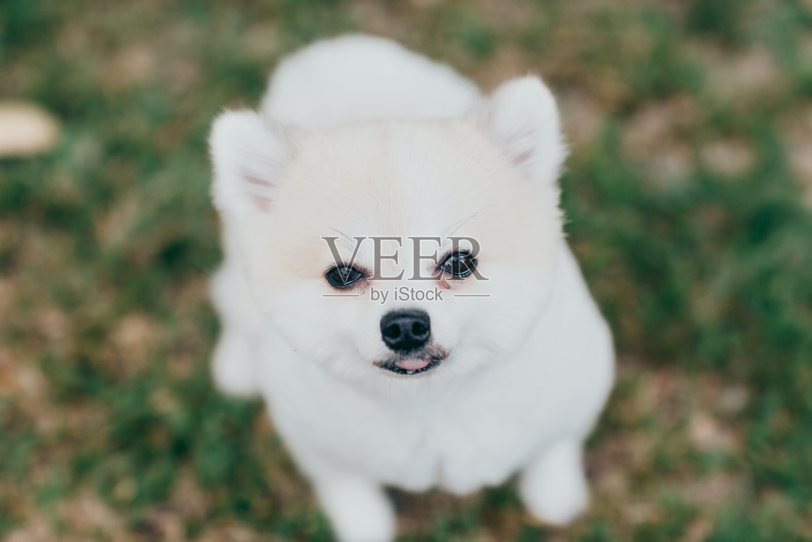 草地上的白博美犬照片摄影图片