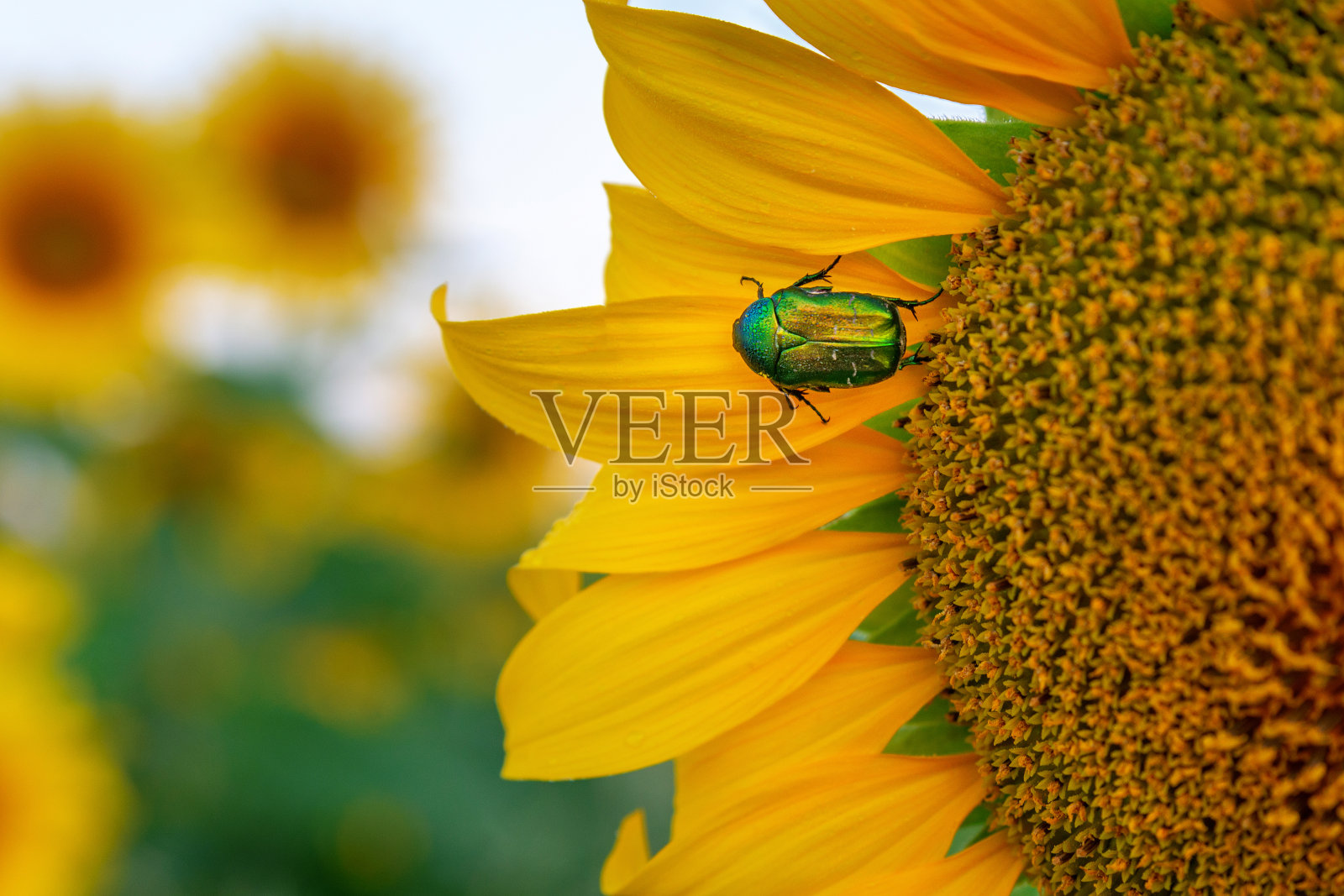 金龟子，又名玫瑰金龟子或绿玫瑰金龟子。向日葵花瓣上的甲虫照片摄影图片