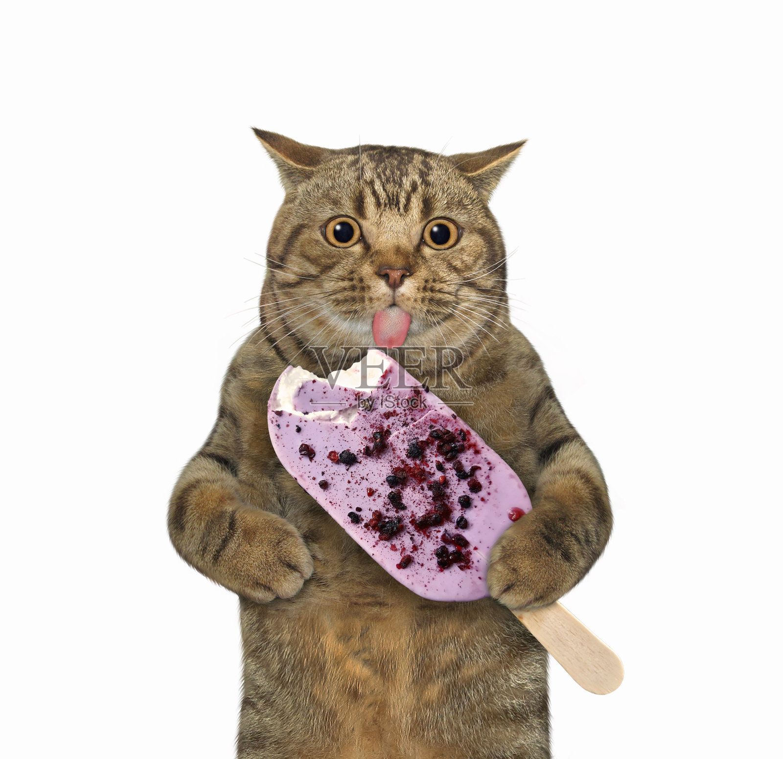 猫吃蓝莓冰棒照片摄影图片