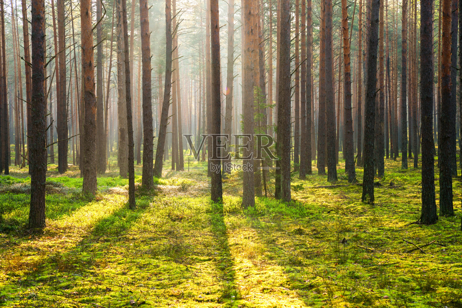 绿色的夏天森林照片摄影图片
