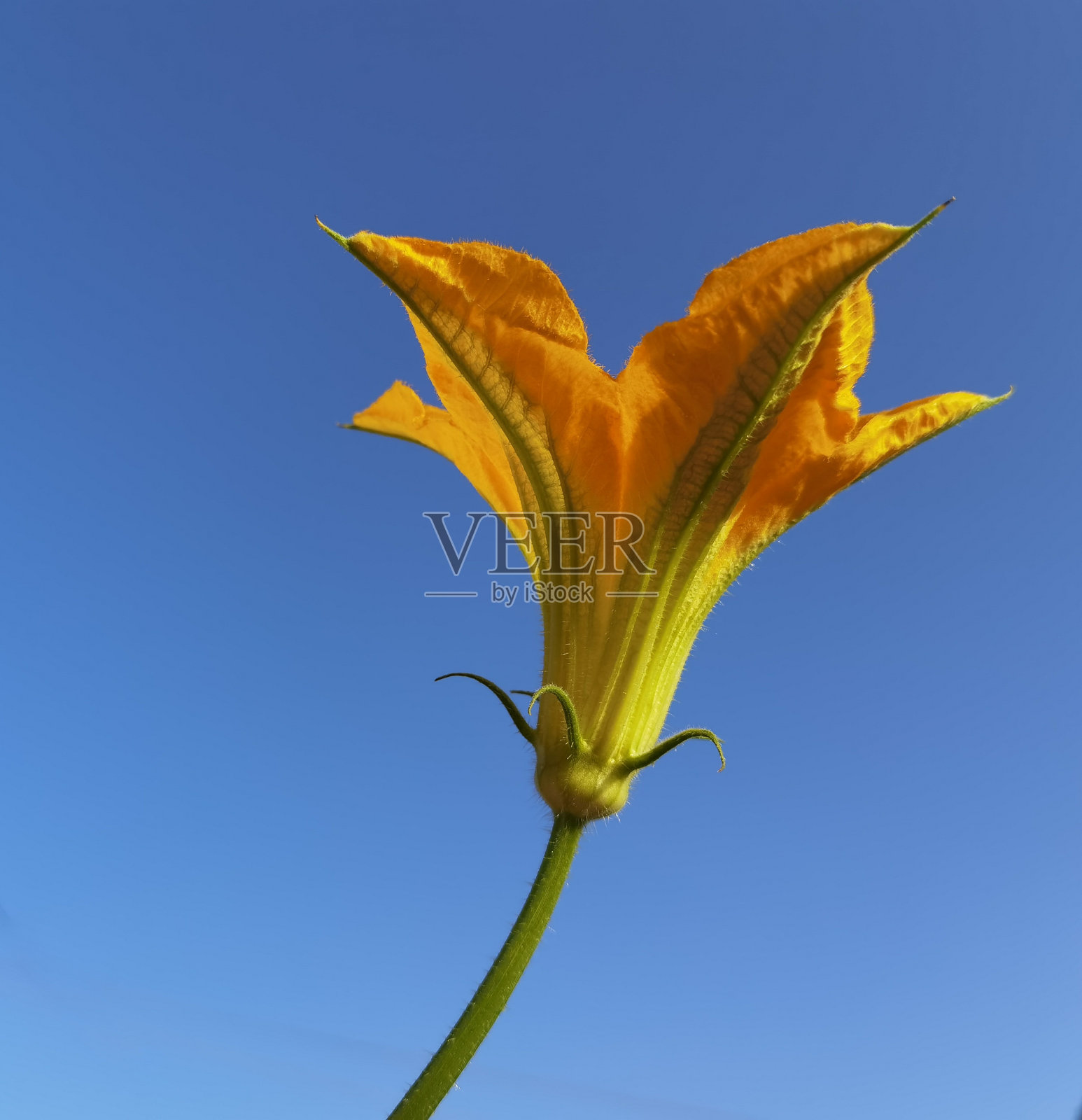 西葫芦花新鲜夏季夏季食品背景照片摄影图片