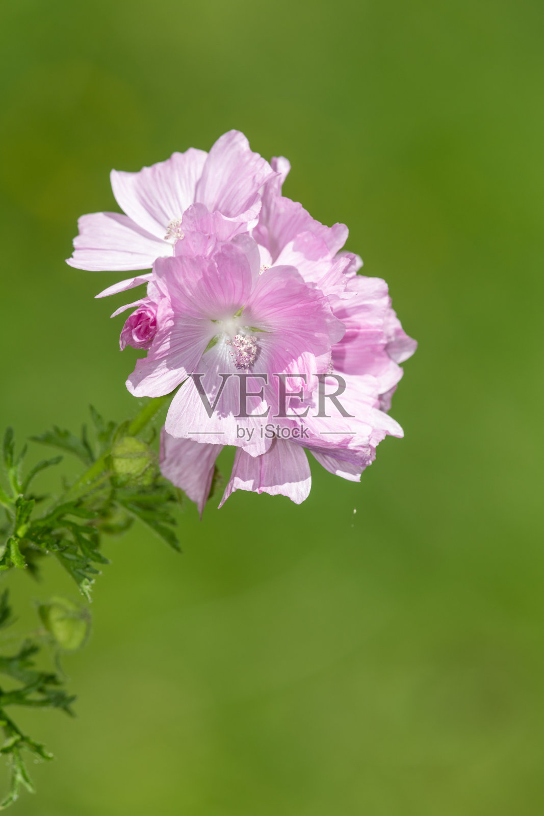 麝香锦葵照片摄影图片