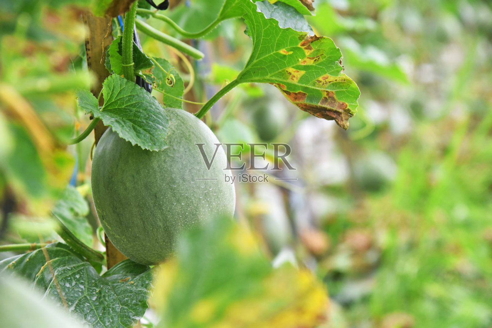 甜瓜果实新鲜地生长在田间大树上照片摄影图片