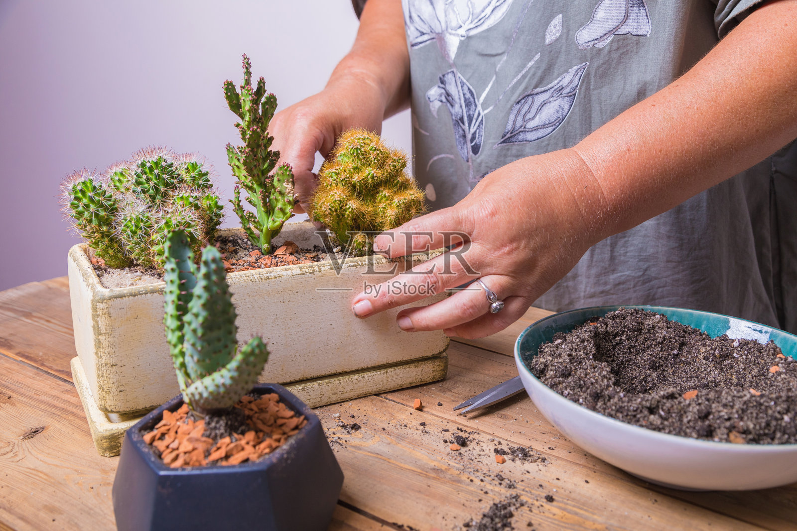 一名妇女将一朵仙人掌花移植到一个有花纹的小花盆中。照片摄影图片