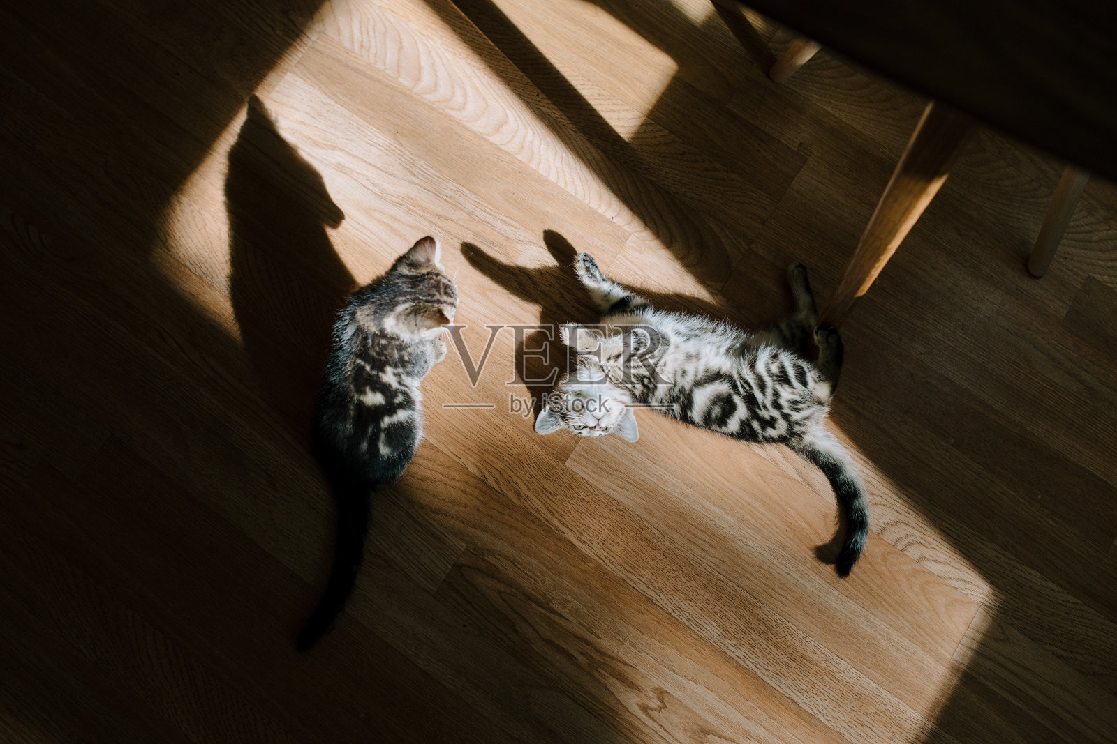 小猫在家里的阳光下玩耍和休息照片摄影图片