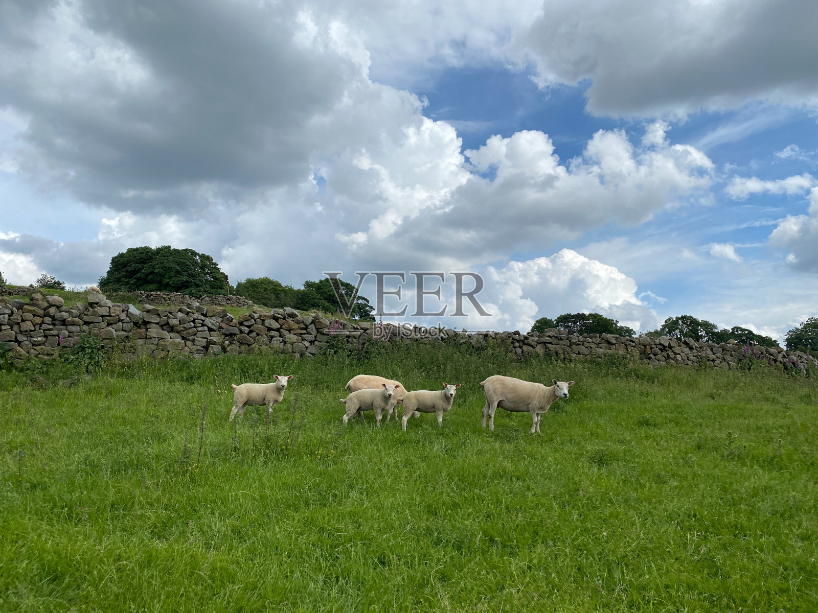 英格兰约克郡夏日乡村的绵羊和羊羔照片摄影图片
