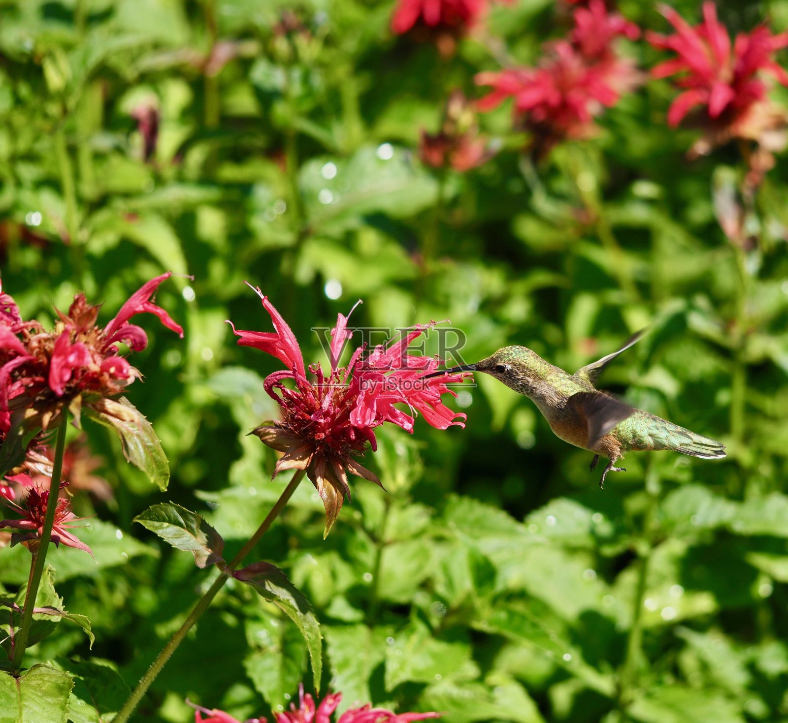 蜂鸟和佛手柑照片摄影图片