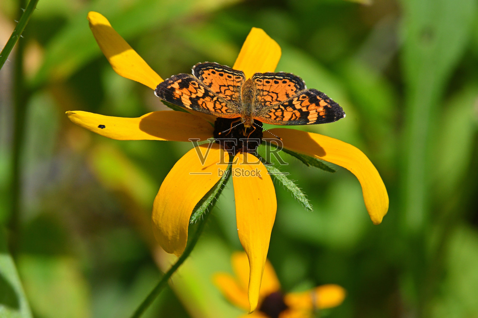 珠月牙蝶将喙插入黑眼苏珊花照片摄影图片