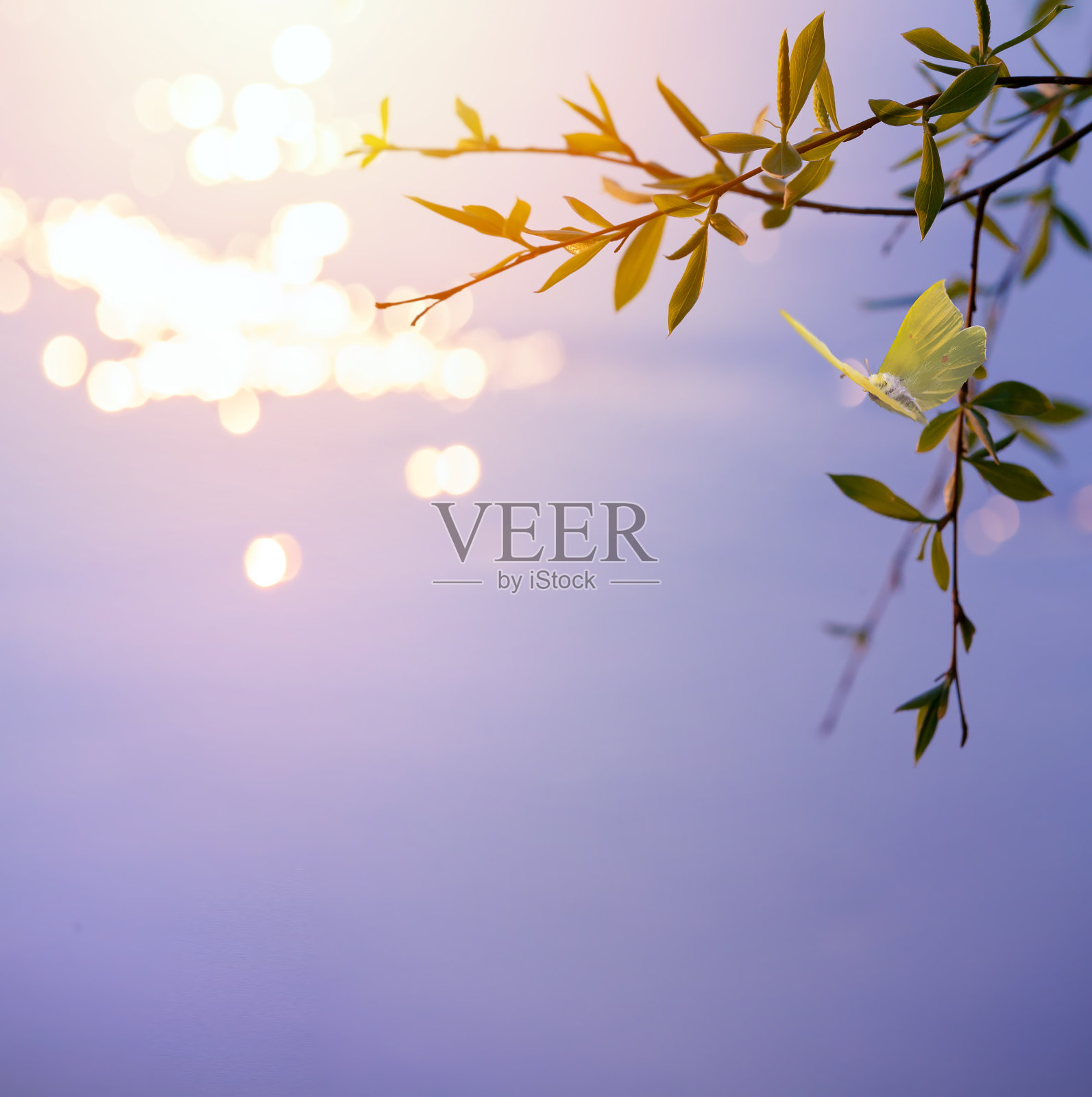 抽象模糊了美丽的春天背景与新鲜的树叶在树枝和飞舞的蝴蝶照片摄影图片