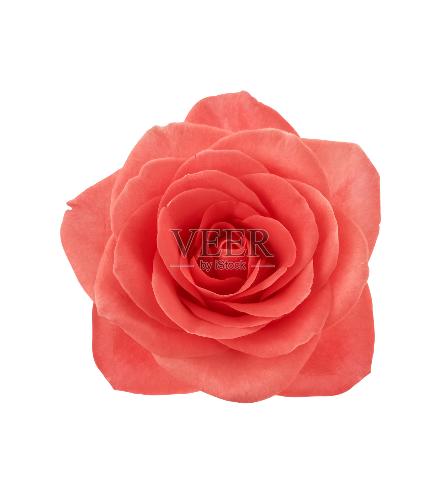 美丽的粉红色玫瑰孤立在白色的背景照片摄影图片