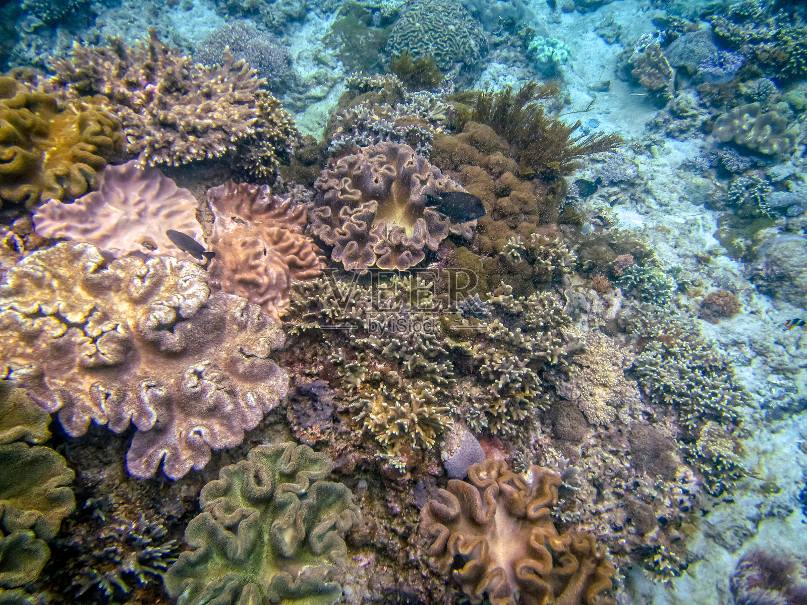 印度洋的珊瑚照片摄影图片