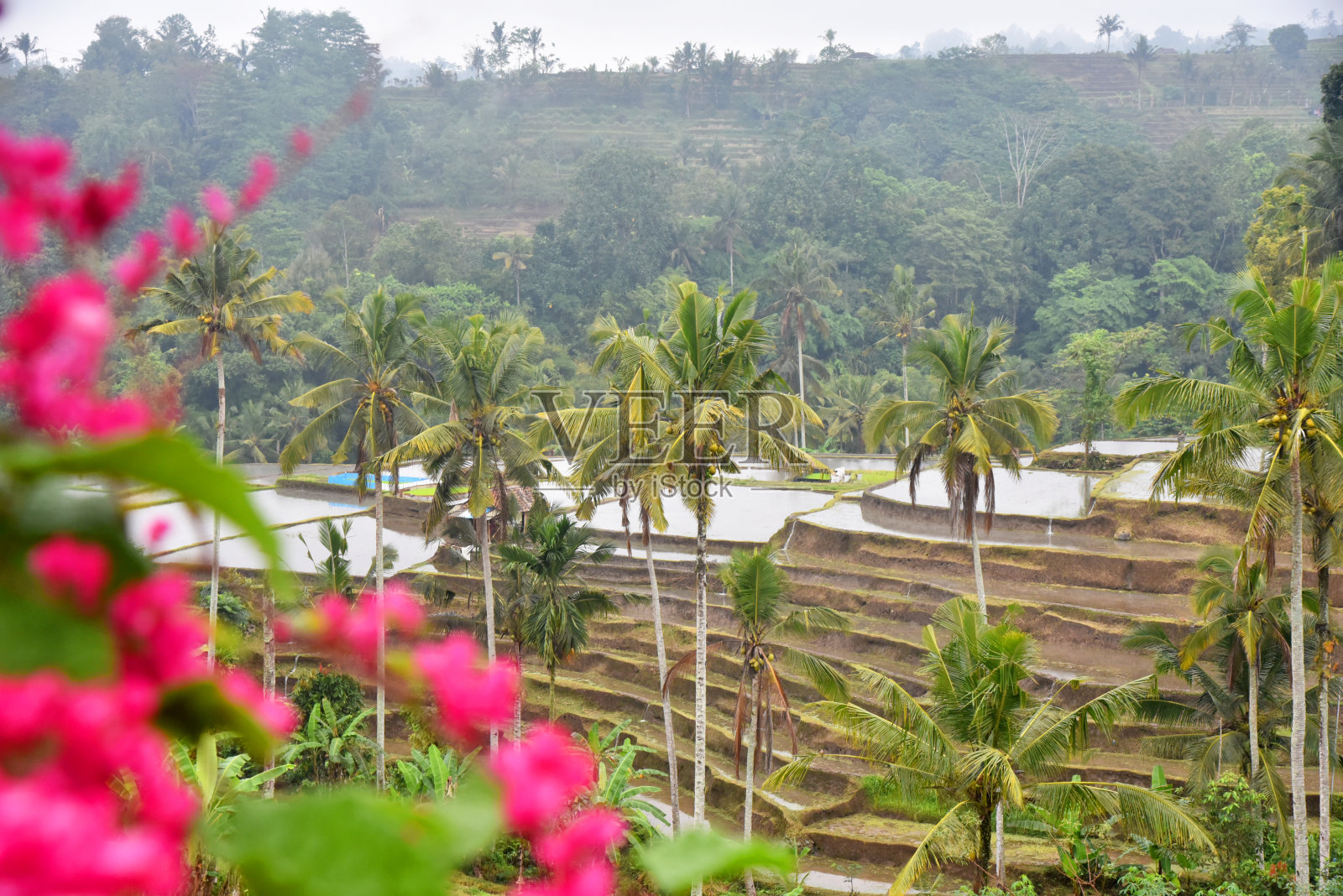 印度尼西亚巴厘塔巴南摄政Babahan村的水稻梯田，有灌溉用水和棕榈树照片摄影图片