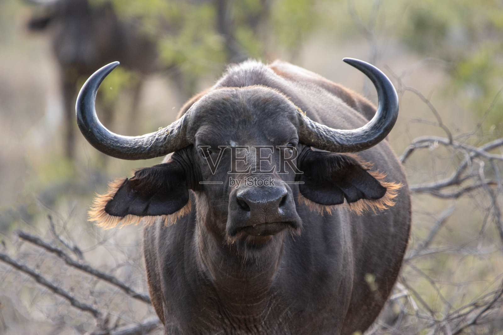 布法罗角眼神交流照片摄影图片