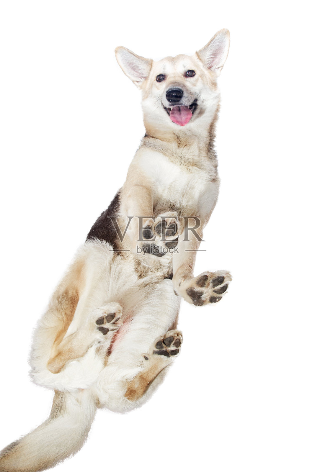 混血牧羊犬孤立地站在白色背景上照片摄影图片