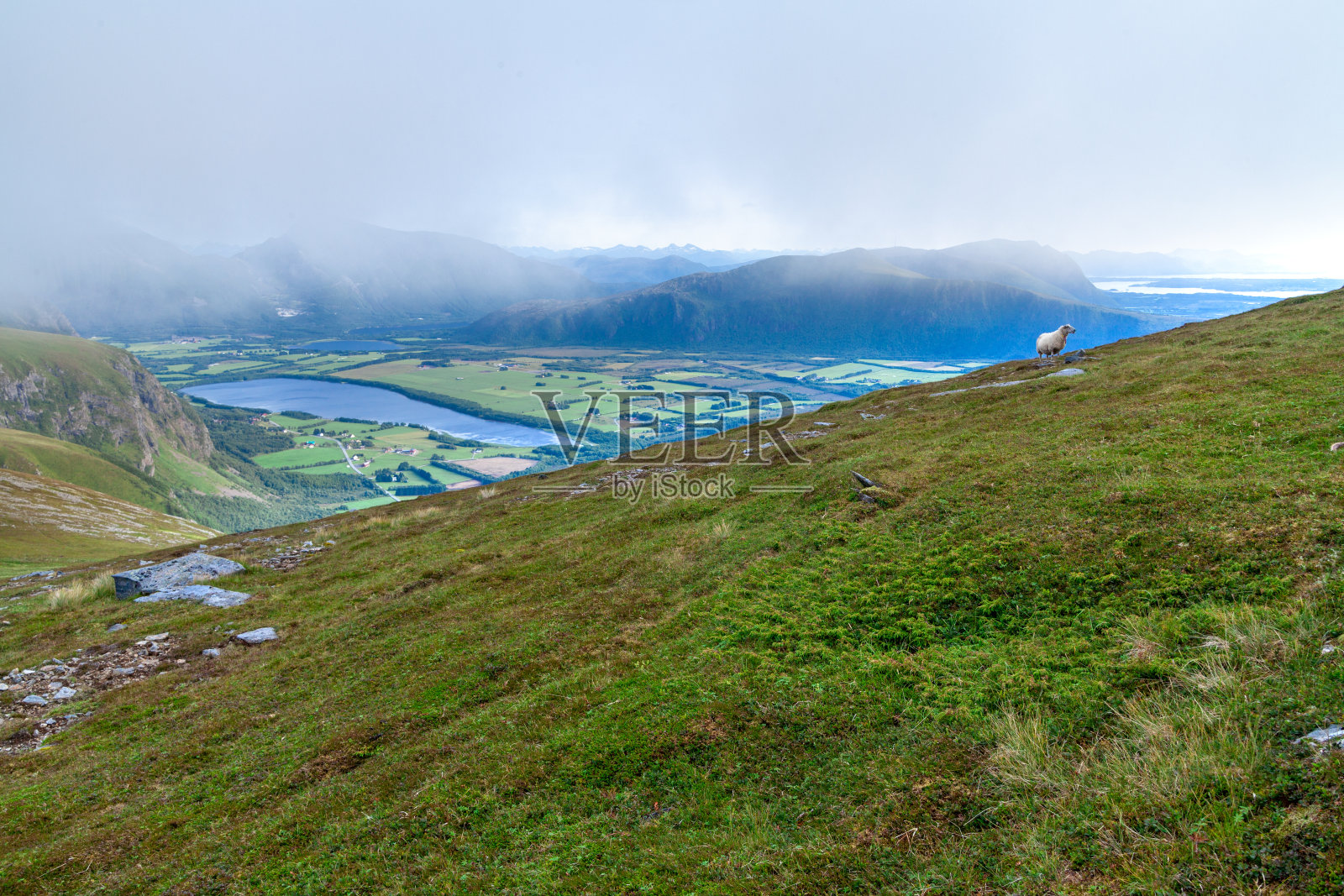 一只绵羊在高原上的绿色山丘上吃草，俯瞰着地平线上山谷、湖泊和山脉的全景。夏天。照片摄影图片