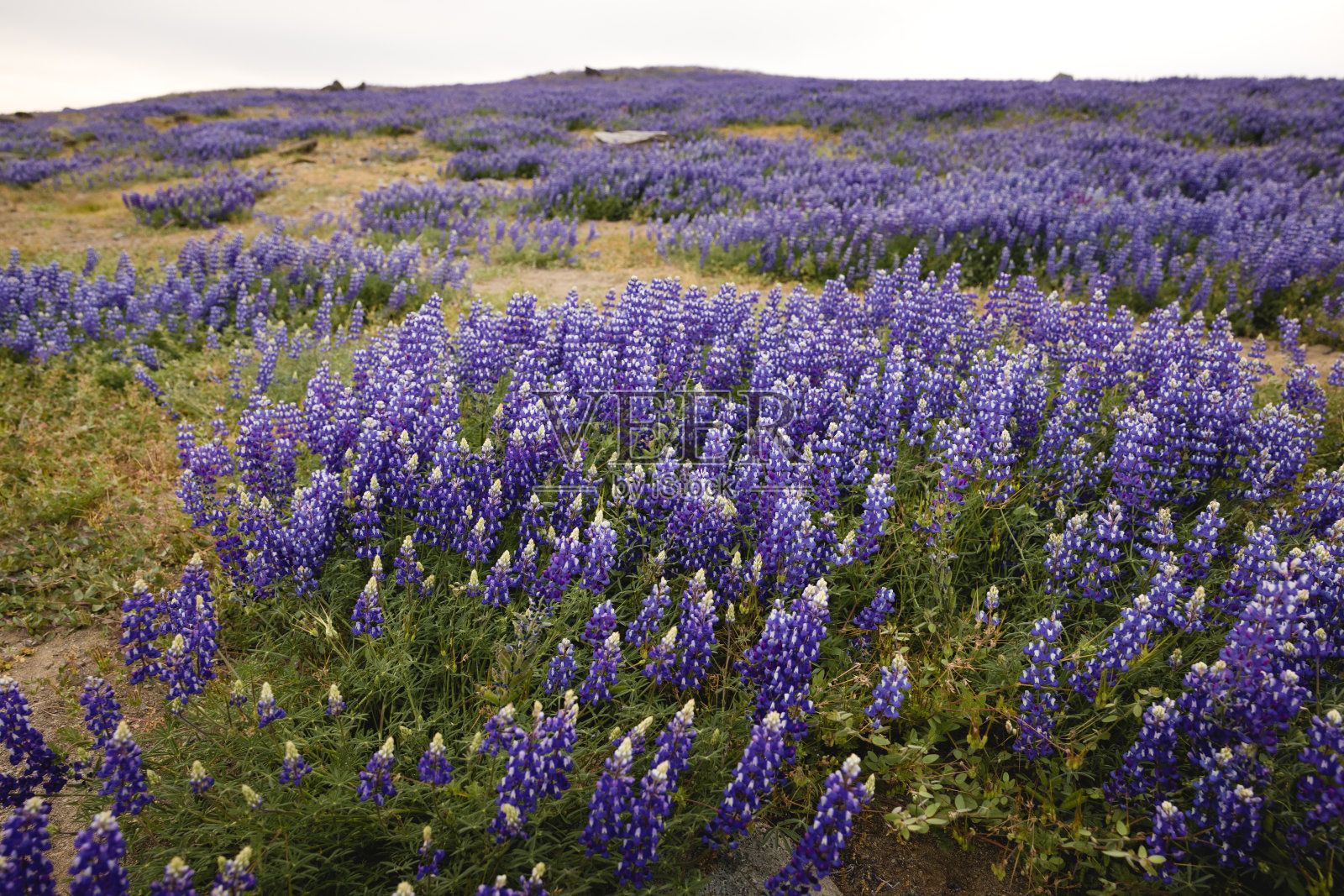 一片羽扇豆花照片摄影图片
