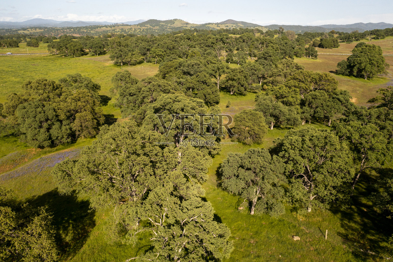 加州中央谷的橡树和田野照片摄影图片