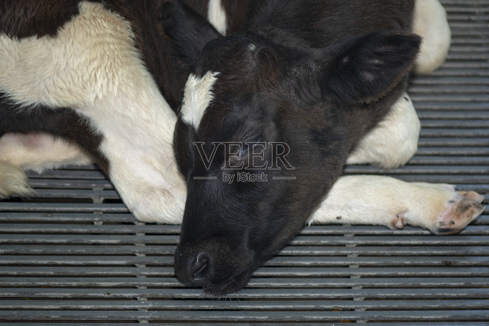 农夫给小牛奶瓶喝牛奶，使它茁壮成长。照片摄影图片