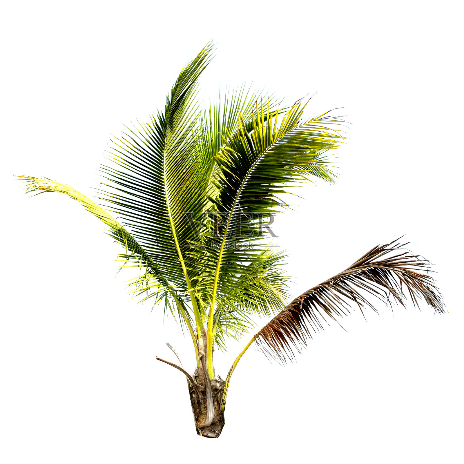 白色背景上孤立的椰子树。照片摄影图片