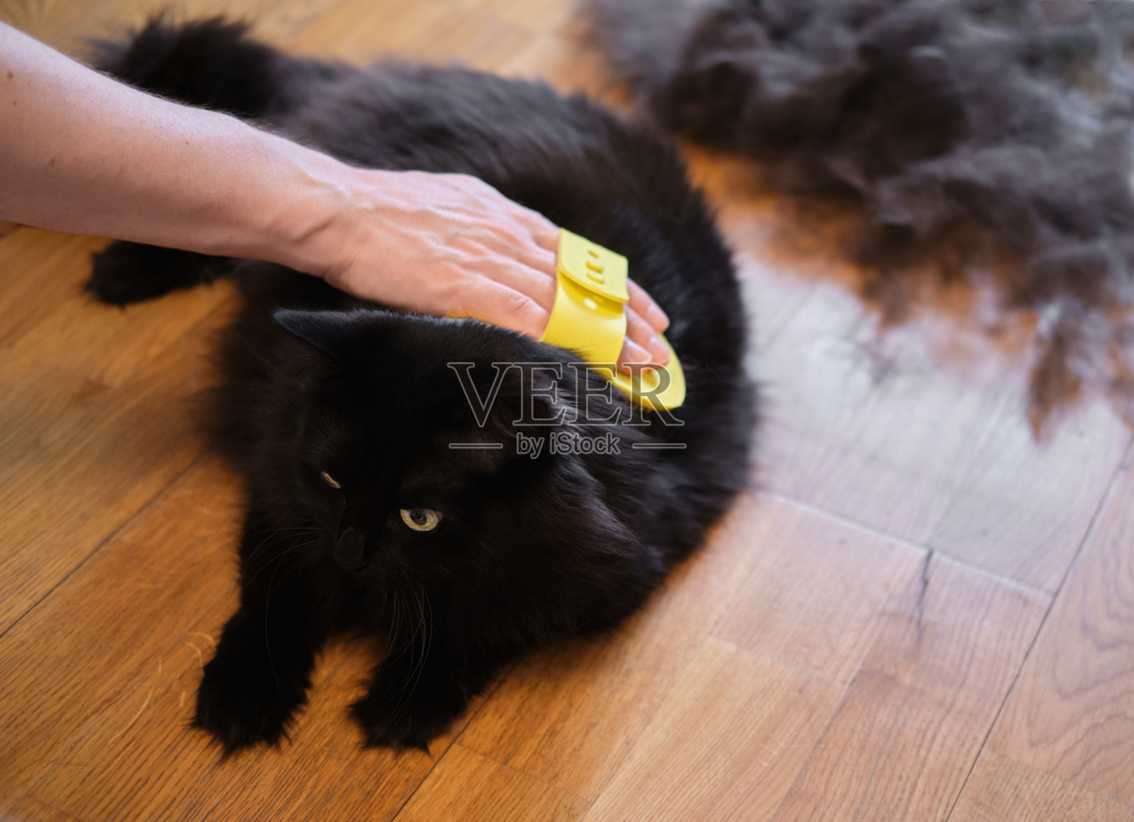 黑猫被梳理并清理掉多余的羊毛照片摄影图片