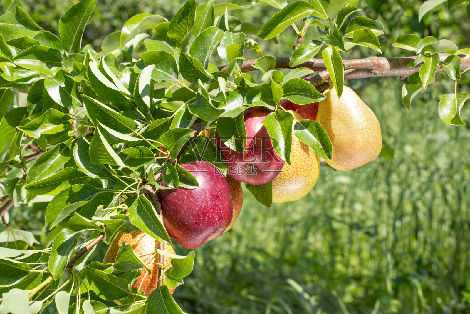 由于成熟果实的重量，苹果树和梨树的树枝严重倾斜照片摄影图片