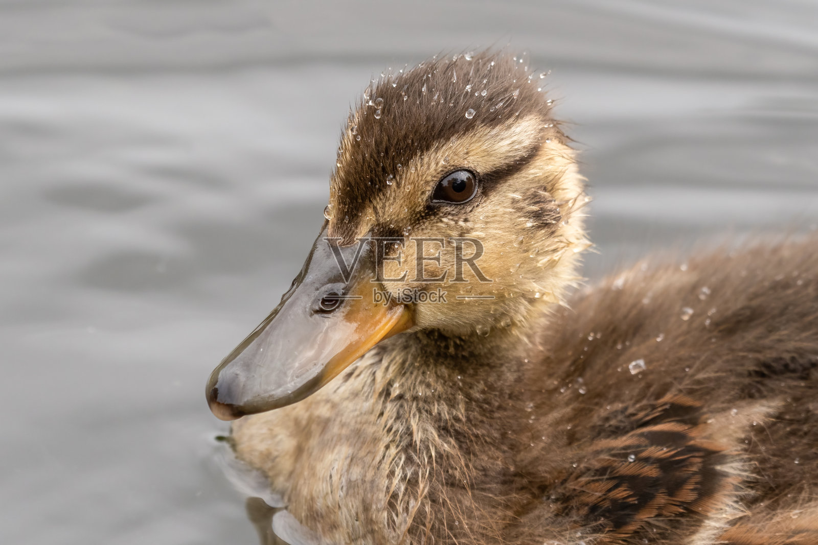 可爱的小鸭子浮在水面上照片摄影图片