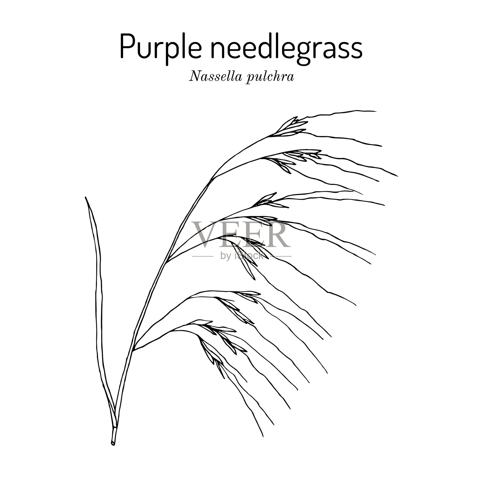 紫针草，加州的州草插画图片素材