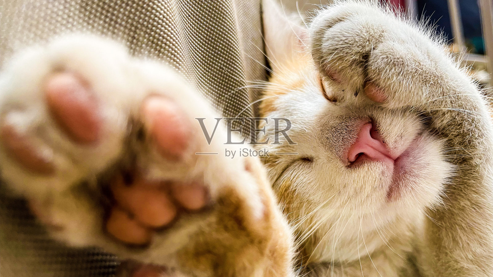 家猫躺在针织毯子上睡觉，头舒服地枕在爪子上照片摄影图片