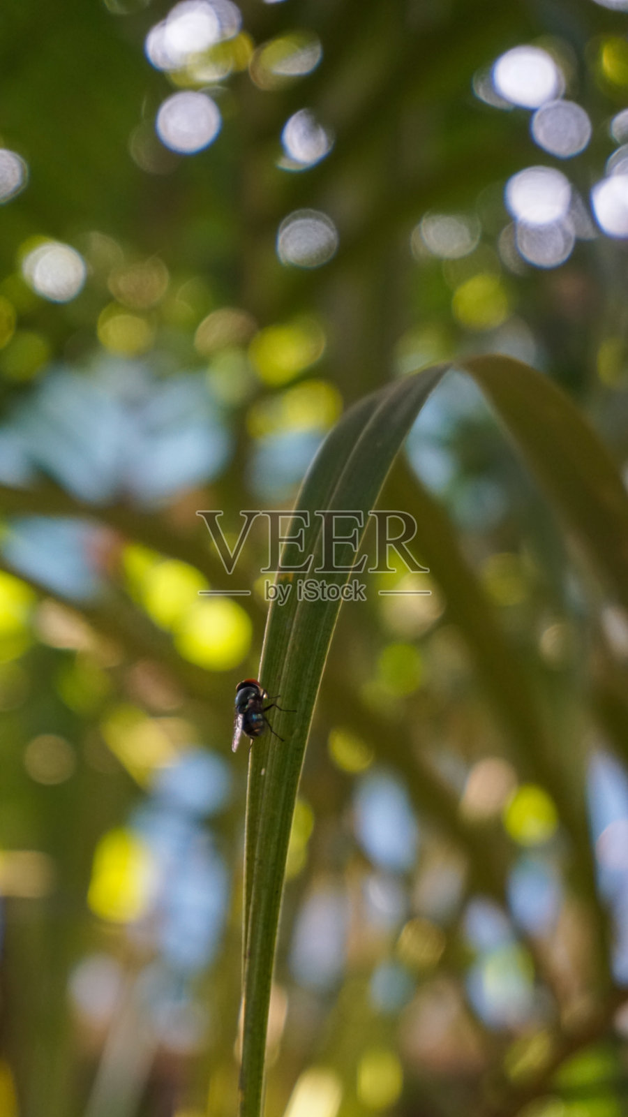 拍一张树叶上苍蝇的照片照片摄影图片