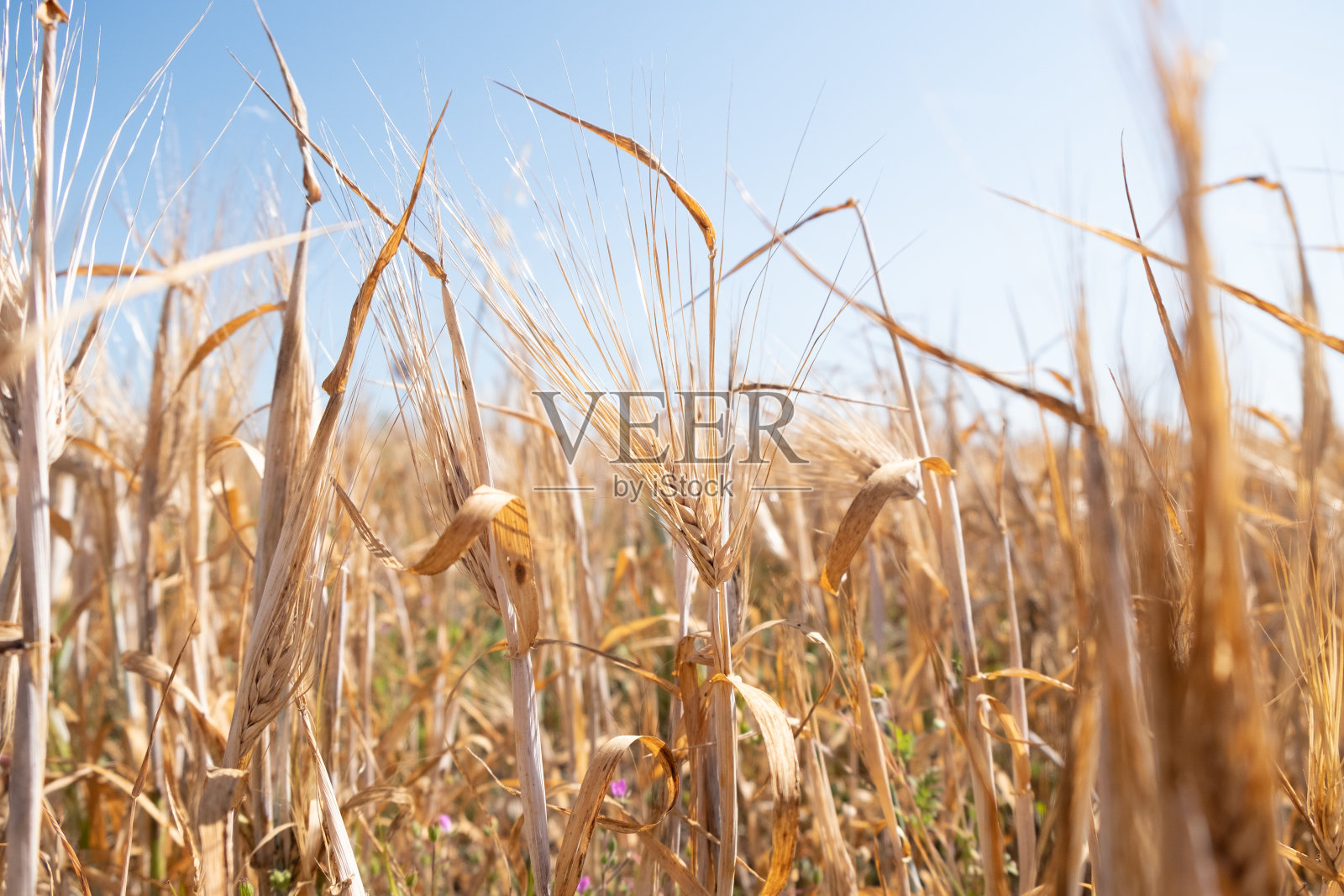 金色的大麦。照片摄影图片
