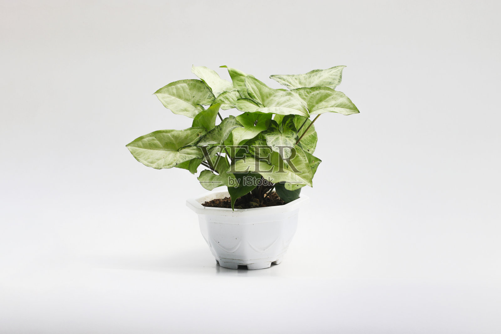 在白色背景上分离的二色钙珠藻(合gonium podophyllum)。照片摄影图片