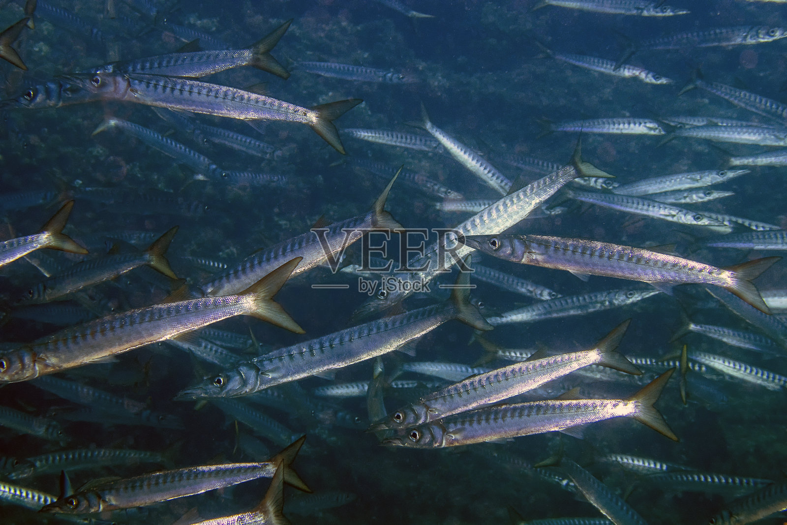 地中海的黄口梭鱼(绿鳃梭鱼属)照片摄影图片