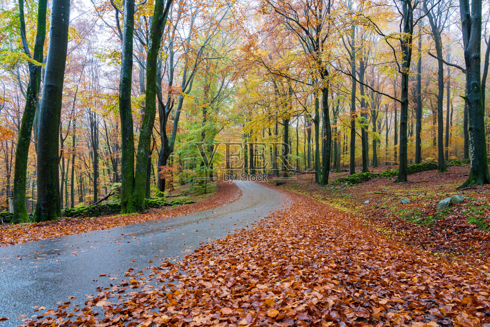 瑞典Soderasen国家公园美丽的秋色。照片摄影图片