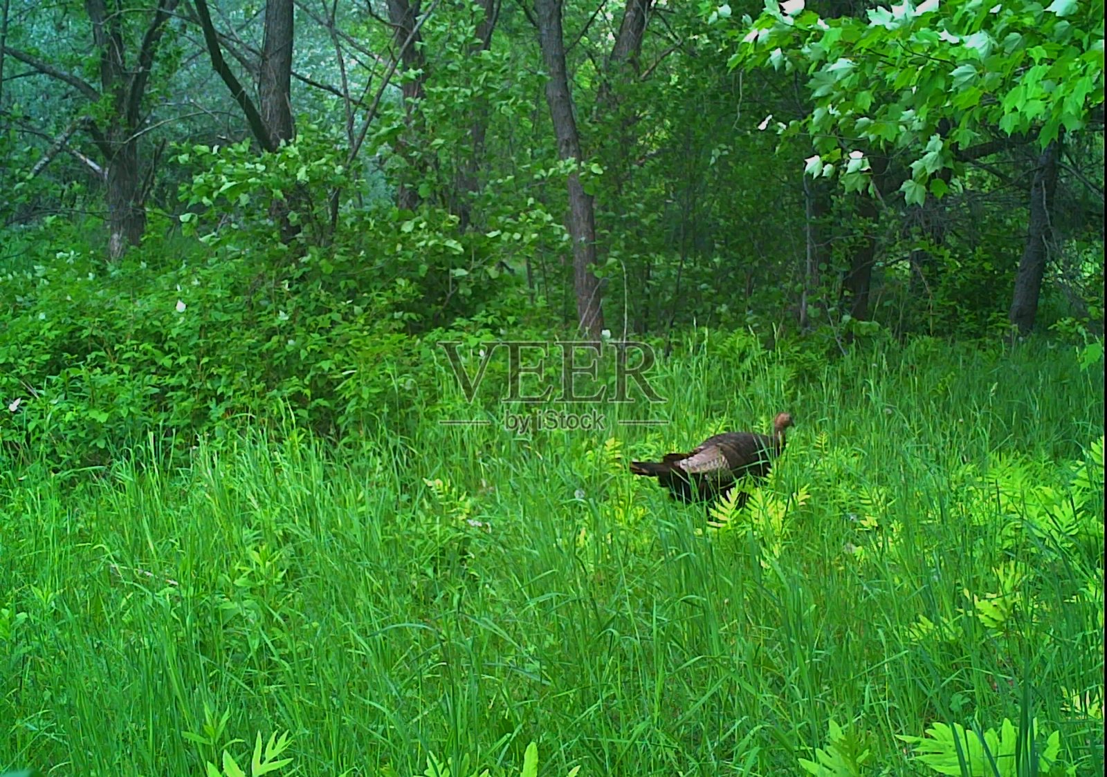 野生火鸡在草地上独自行走照片摄影图片