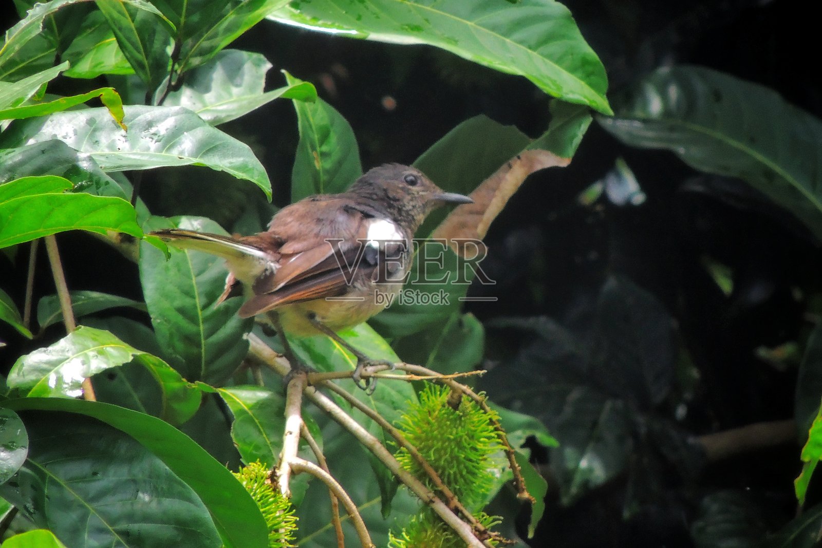 东方喜鹊罗宾照片摄影图片