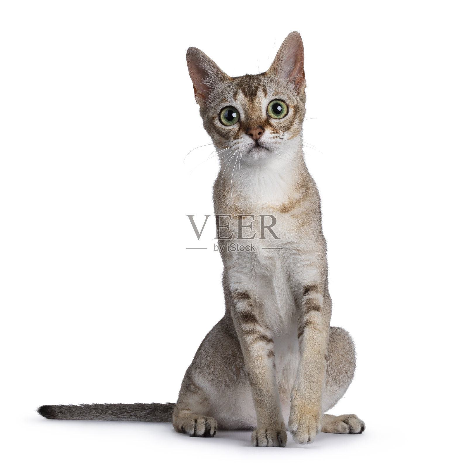 白色背景上的新加坡小猫照片摄影图片