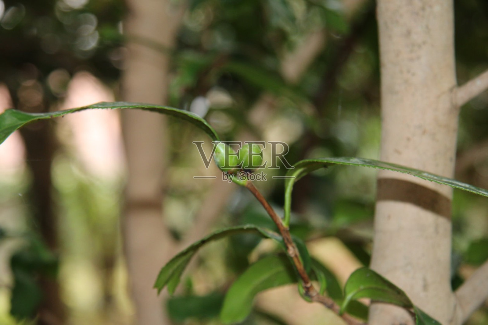 你能吃这个吗?照片摄影图片