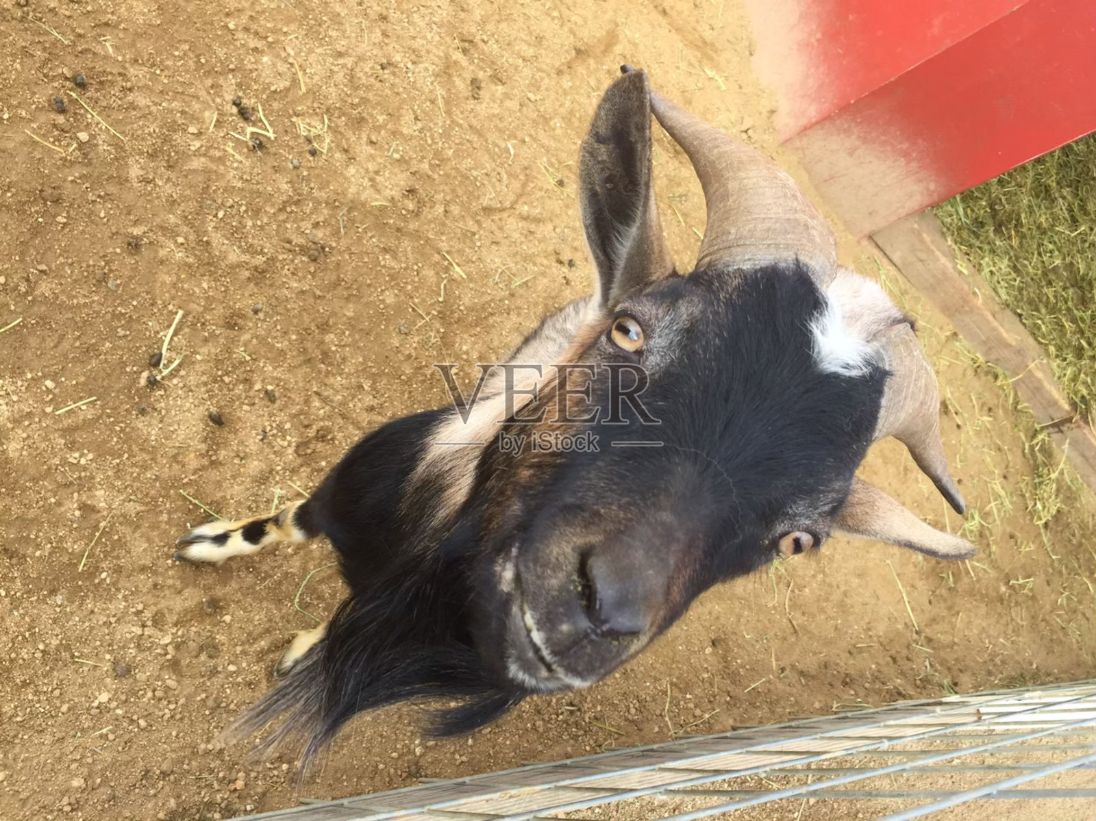 动物照片摄影图片