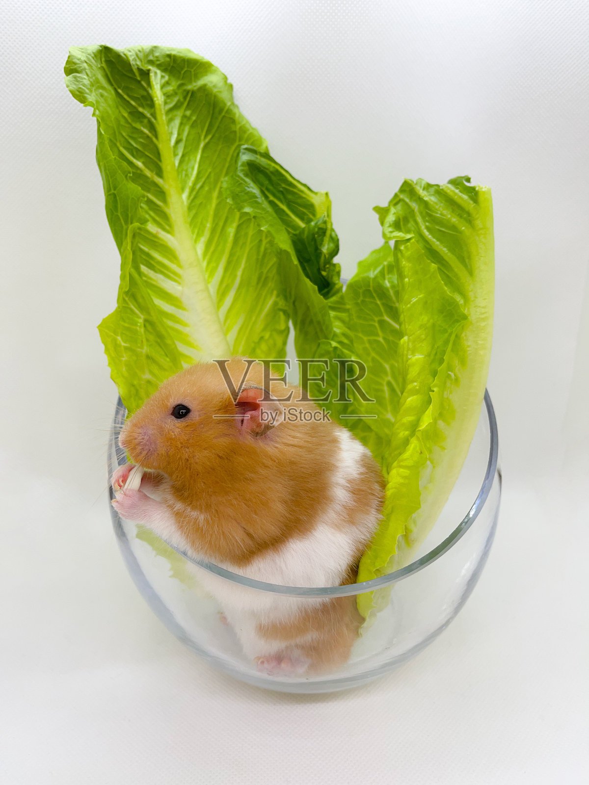 可爱的叙利亚仓鼠在一碗长叶莴苣照片摄影图片
