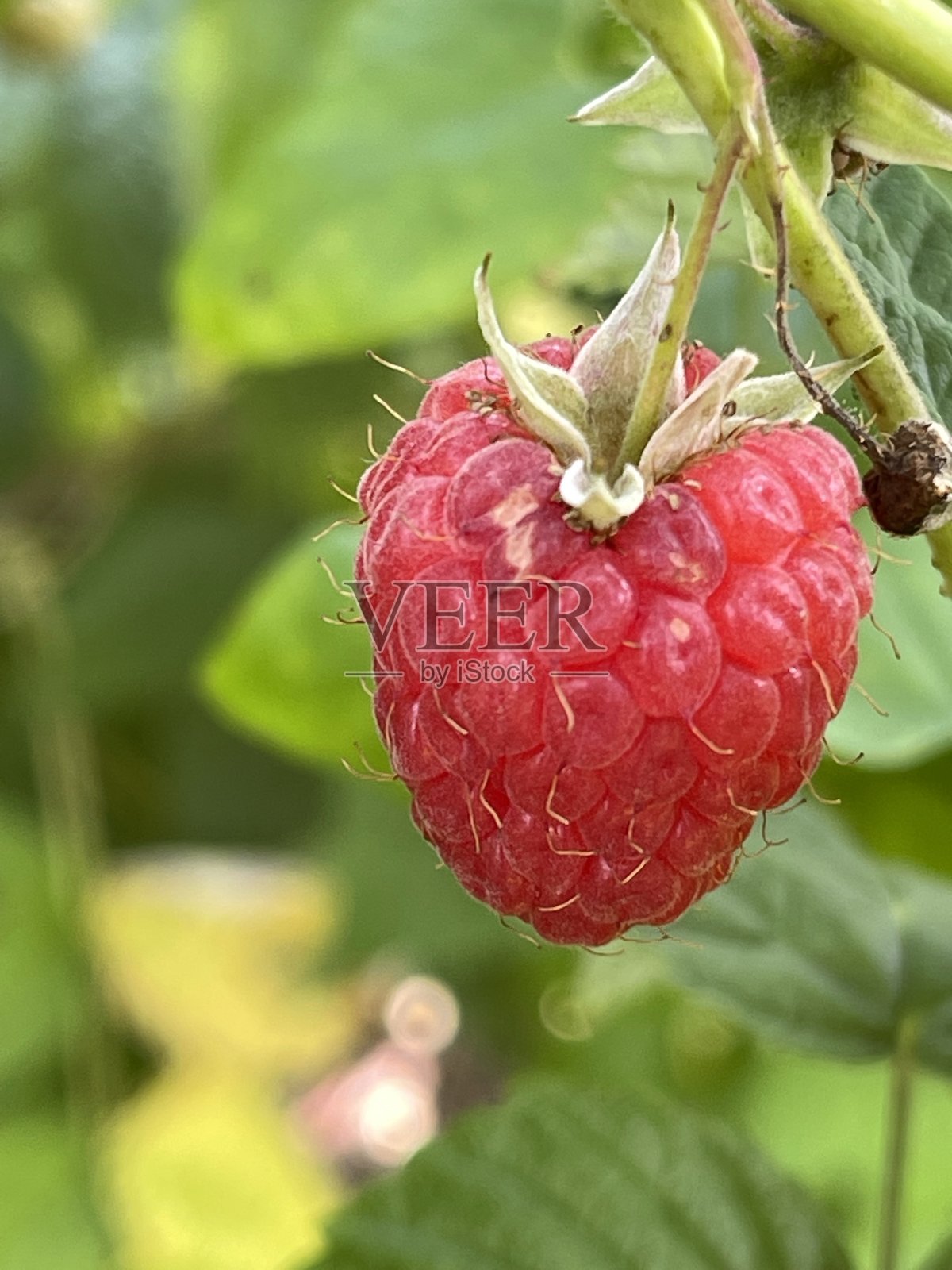 覆盆子，特写照片摄影图片